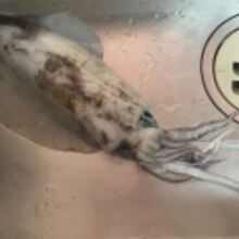 調理ハサミで超簡単なイカの捌き方 レシピ 作り方 By ともオカンyoutuber 楽天レシピ 調理ハサミで超簡単なイカの捌き方 レシピ 作り方 By ともオカンyoutuber 楽天レシピ